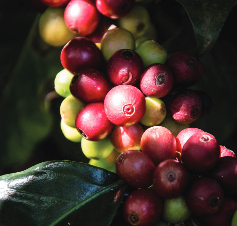 Fruit of the coffee plant