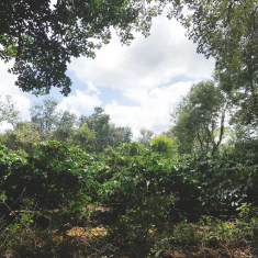 Coffee plantation in Vietnam