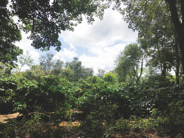Coffee plantation in Vietnam