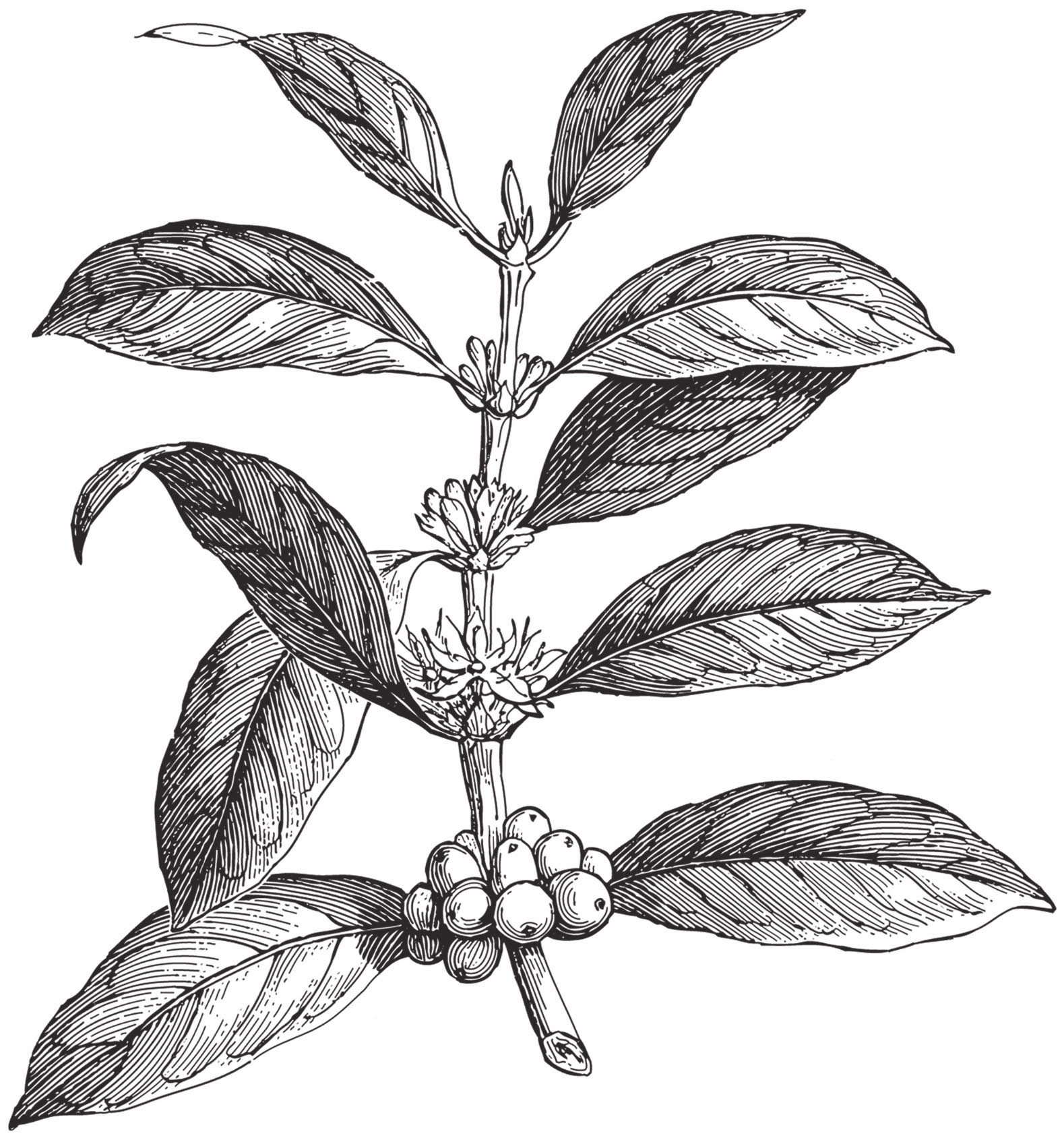Disegno della pianta della Coffea