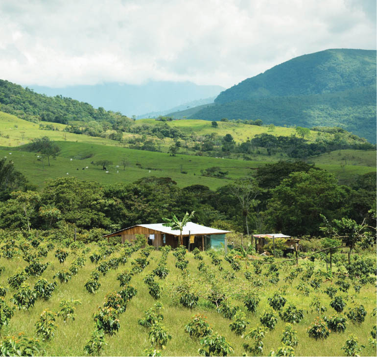 Coffee plantations and mountain landscape