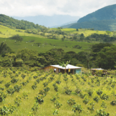 Coffee plantations and mountain landscape