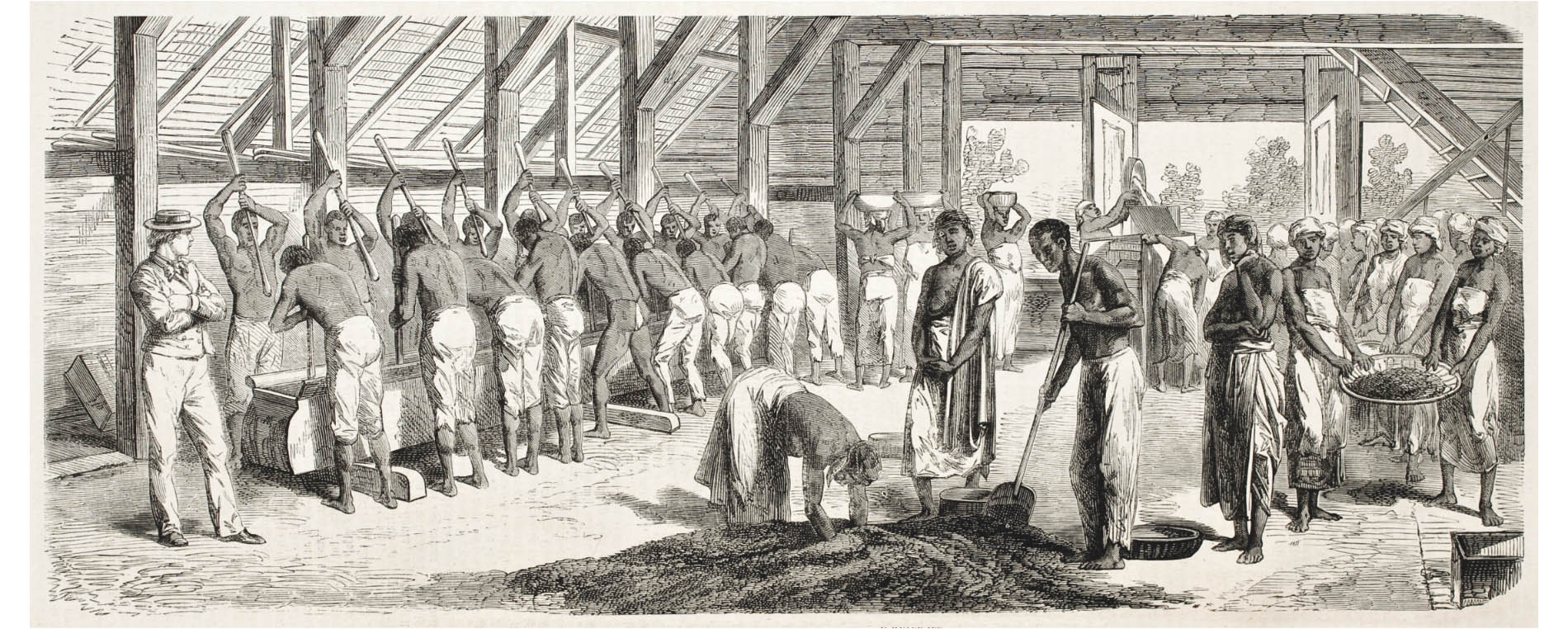 Lavoratori del caffè in piantagioni coloniali