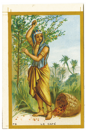 Illustration depicting the coffee harvest