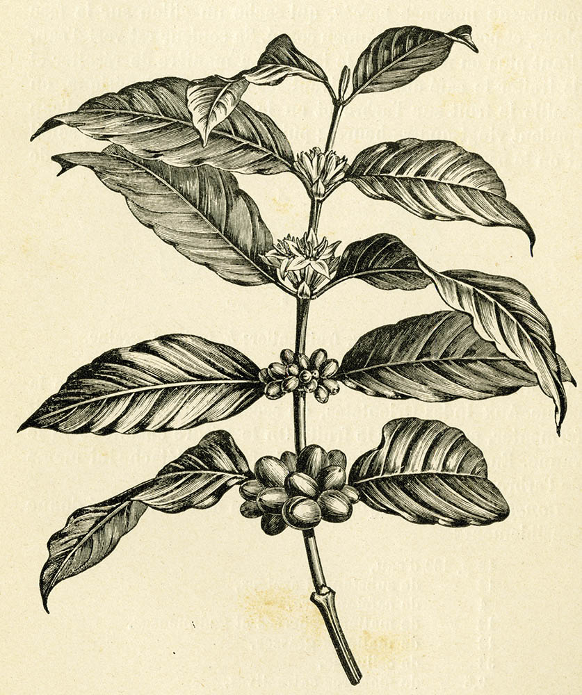 Disegno pianta di Coffea