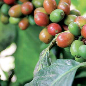 Coffee plant fruit