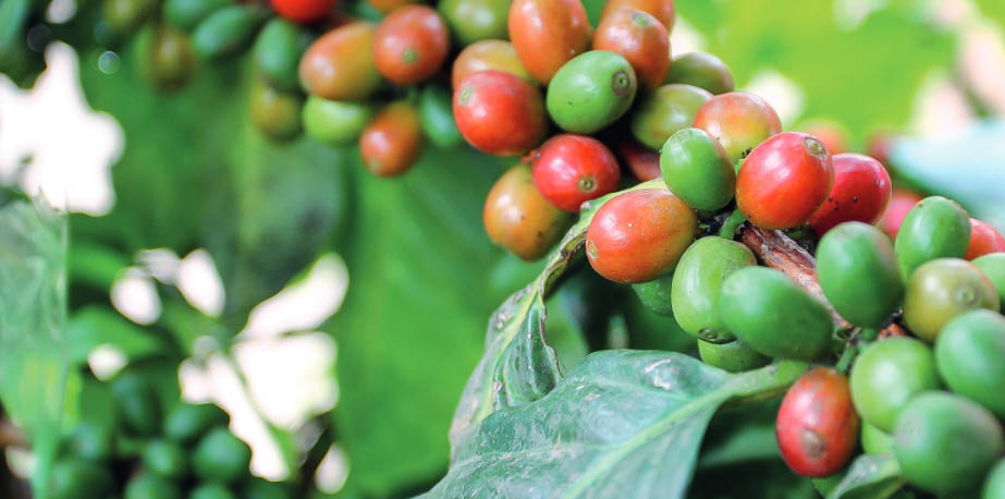 Il frutto della Coffea attorcigliata attorno al ramo